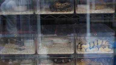 俘虏培育蛇出售小塑料盒子俘虏培育球蟒蛇变种摊位查图恰克市场曼谷泰国